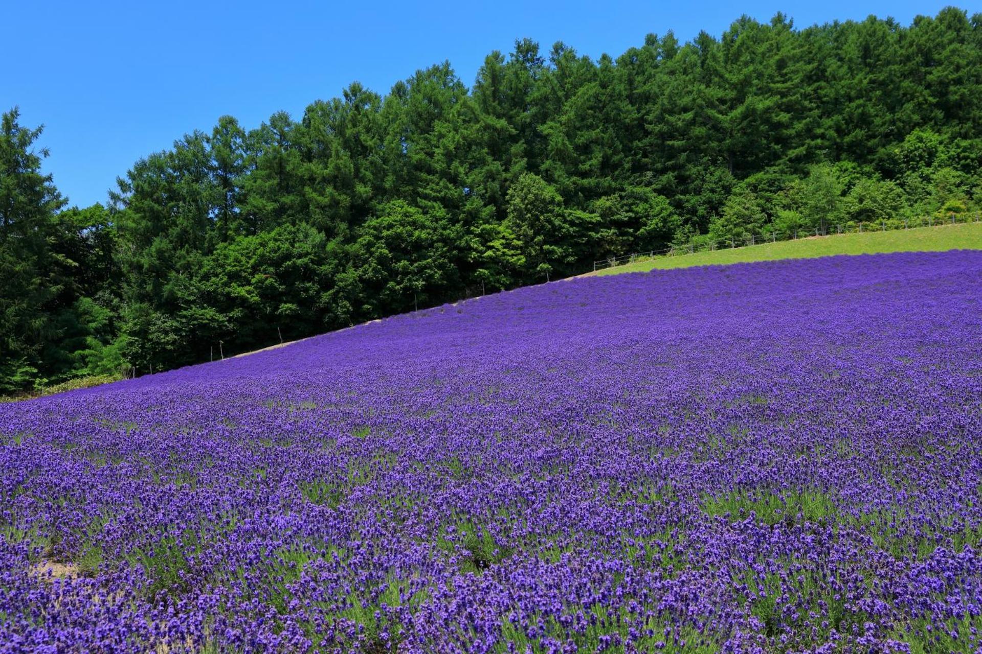 Hotel Edel Warme Furano Luaran gambar