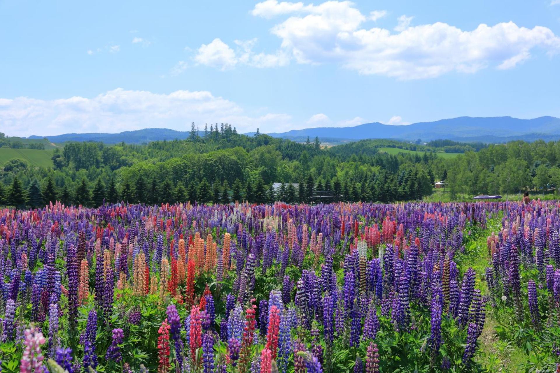 Hotel Edel Warme Furano Luaran gambar